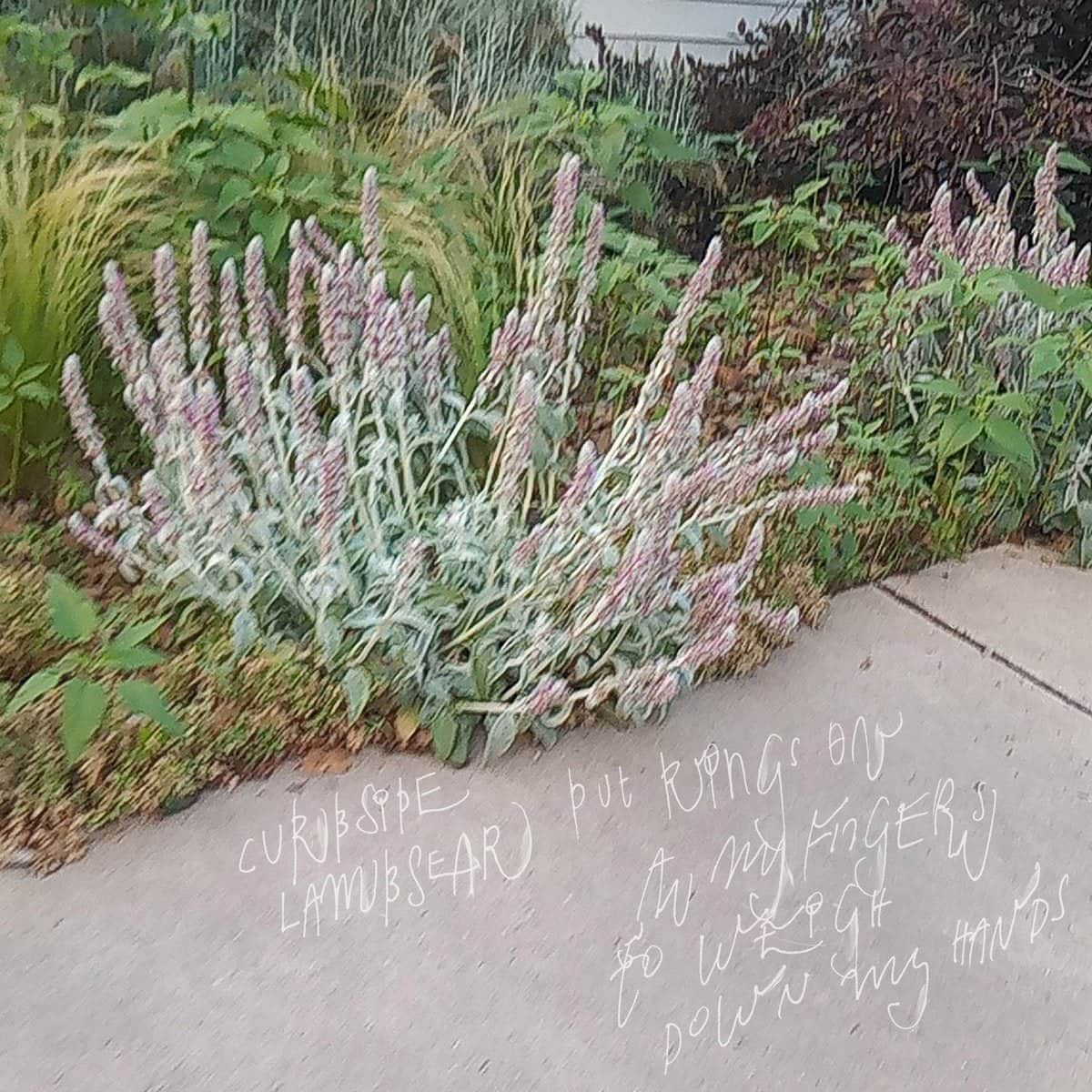 Curbside Lambsear - Put Rings On All My Fingers To Weigh Down My Hands